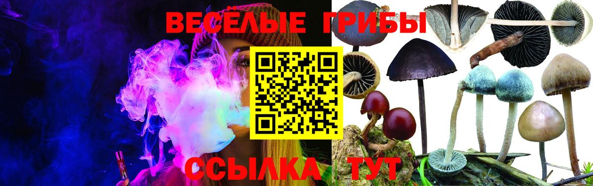 Галлюциногенные грибы Psilocybe Бугуруслан